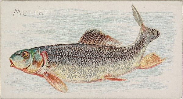 :Mullet from the Fish from American Waters series for Allen-16x12"(A3) Poster