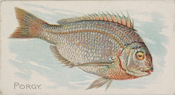 :Porgy from the Fish from American Waters series for Allen &-16x12"(A3) Poster