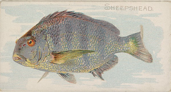 :Sheepshead from the Fish from American Waters series for Al-16x12"(A3) Poster