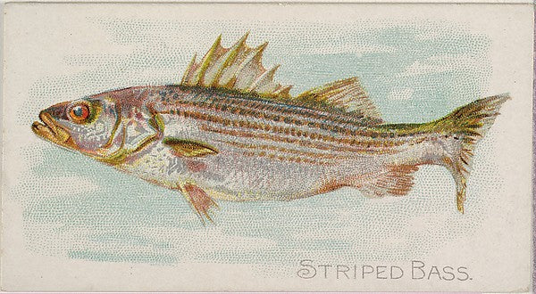 :Striped Bass from the Fish from American Waters series for-16x12"(A3) Poster