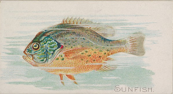 :Sunfish from the Fish from American Waters series for Allen-16x12"(A3) Poster