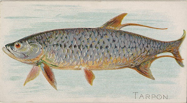 :Tarpon from the Fish from American Waters series for Allen-16x12"(A3) Poster