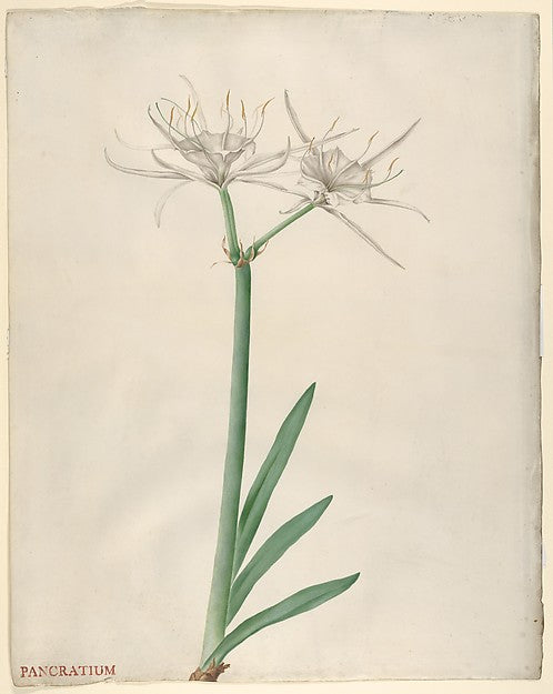 Georg Dionysius Ehret:Pancratium 1738–70-16x12"(A3) Poster