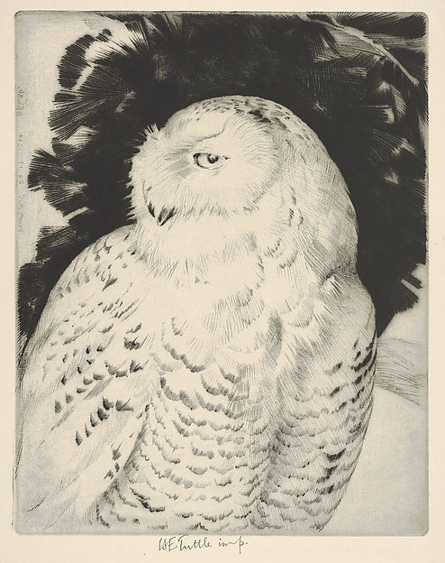 Portrait - Snowy Owl 1934-Henry Emerson Tuttle , Poster Print Wall Art