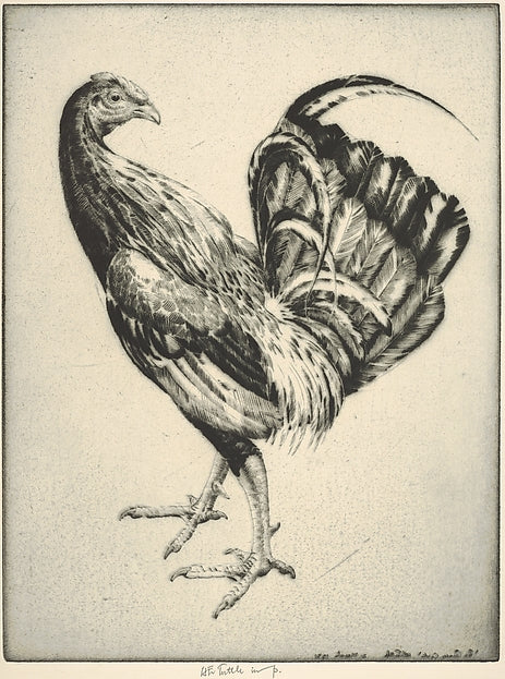 Game Cock 1931-Henry Emerson Tuttle ,16x12"(A3)Poster