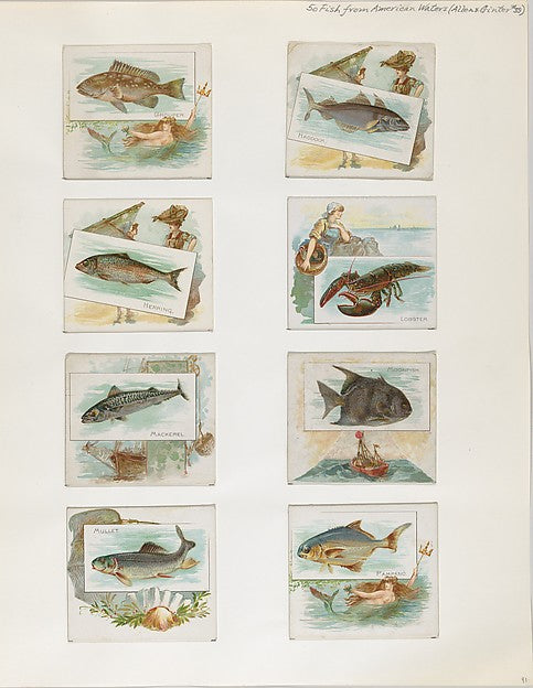 :Album 202 page 41 1884–93-16x12"(A3) Poster