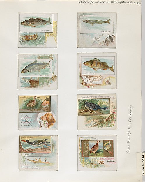 :Album 202 page 45 1884–93-16x12"(A3) Poster