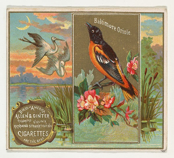 :Baltimore Oriole from the Birds of America series for Allen-16x12"(A3) Poster