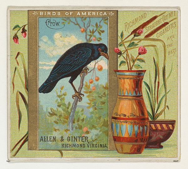 :Crow from the Birds of America series for Allen & Ginter Ci-16x12"(A3) Poster