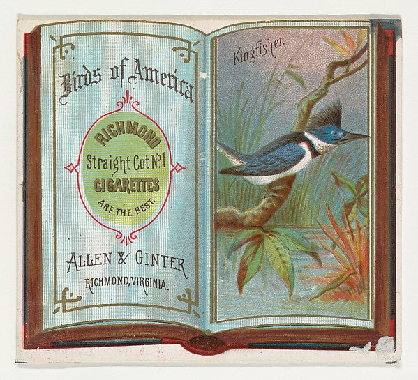 :Kingfisher from the Birds of America series for Allen & Gin-16x12"(A3) Poster