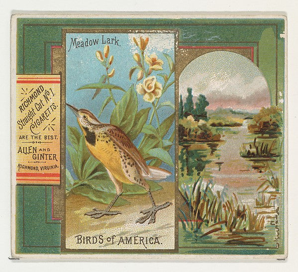 :Meadow Lark from the Birds of America series for Allen & Gi-16x12"(A3) Poster