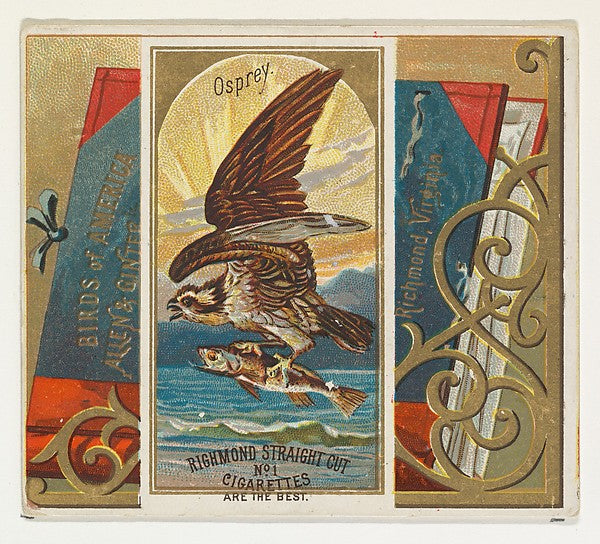 :Osprey from the Birds of America series for Allen & Ginter -16x12"(A3) Poster
