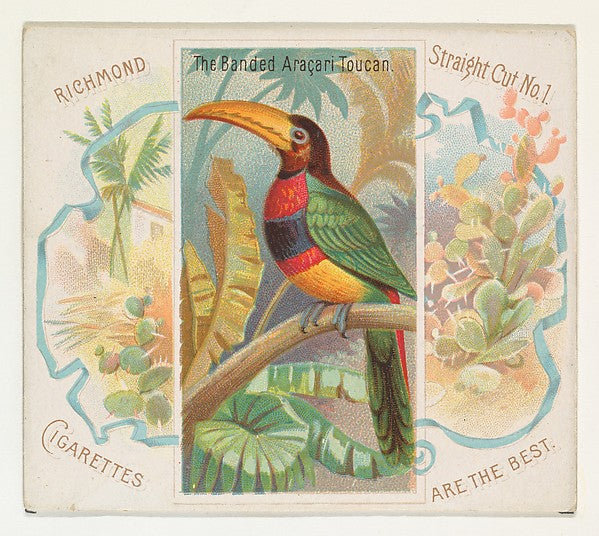 :The Banded Aracari Toucan from Birds of the Tropics series -16x12"(A3) Poster