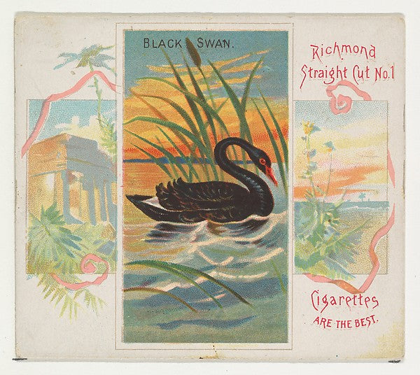 :Black Swan from Birds of the Tropics series for Allen & Gin-16x12"(A3) Poster