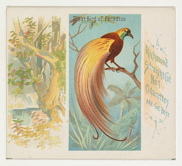 :Great Bird of Paradise from Birds of the Tropics series for-16x12"(A3) Poster