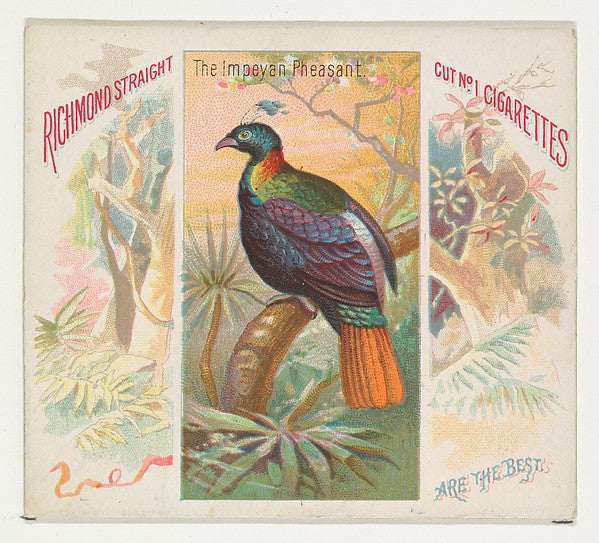 :The Impeyan Pheasant from Birds of the Tropics series for A-16x12"(A3) Poster