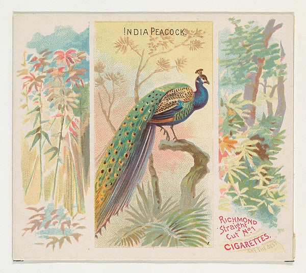 :India Peacock from Birds of the Tropics series for Allen & -16x12"(A3) Poster