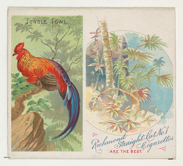 :Jungle Fowl from Birds of the Tropics series for Allen & Gi-16x12"(A3) Poster