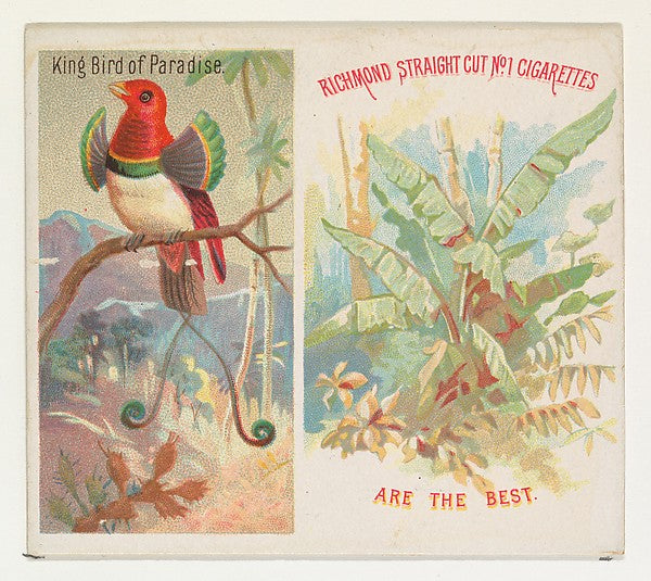 :King Bird of Paradise from Birds of the Tropics series for -16x12"(A3) Poster