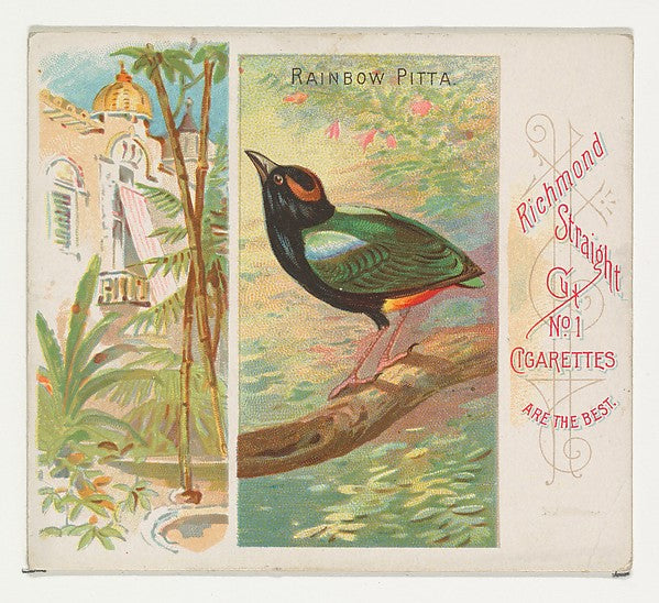 :Rainbow Pitta from Birds of the Tropics series for Allen & -16x12"(A3) Poster