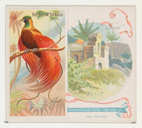 :Red Bird of Paradise from Birds of the Tropics series for A-16x12"(A3) Poster