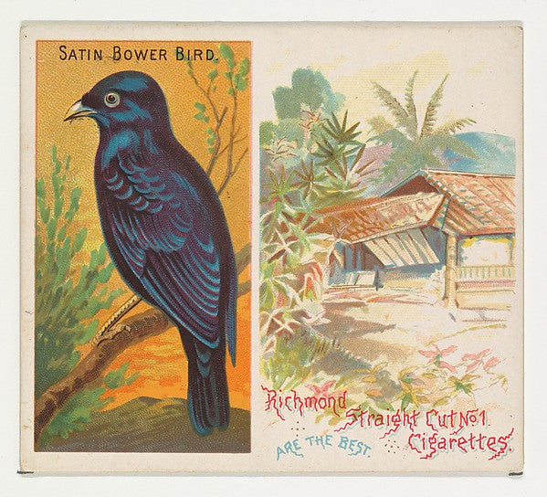 :Satin Bower Bird from Birds of the Tropics series for Allen-16x12"(A3) Poster