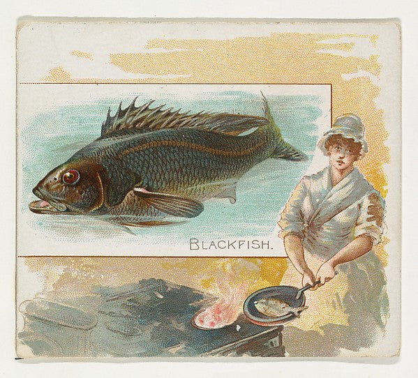 :Blackfish from Fish from American Waters series for Allen &-16x12"(A3) Poster