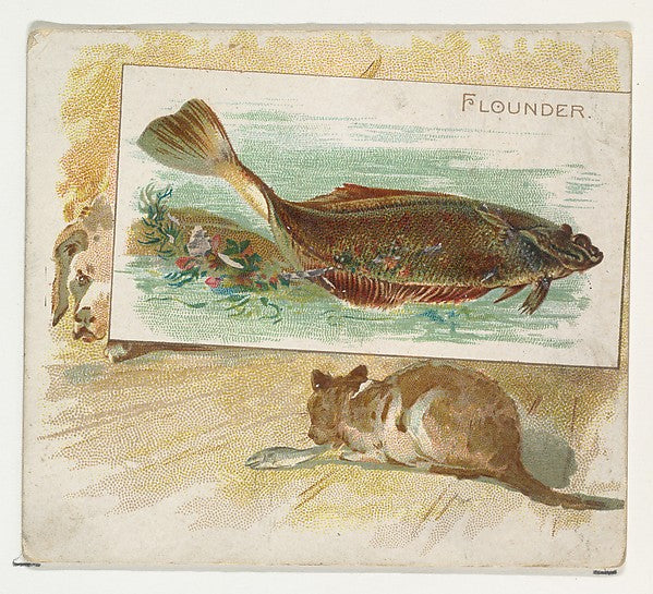 :Flounder from Fish from American Waters series for Allen & -16x12"(A3) Poster