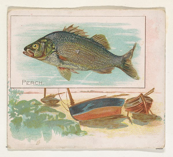 :Perch from Fish from American Waters series for Allen & Gin-16x12"(A3) Poster