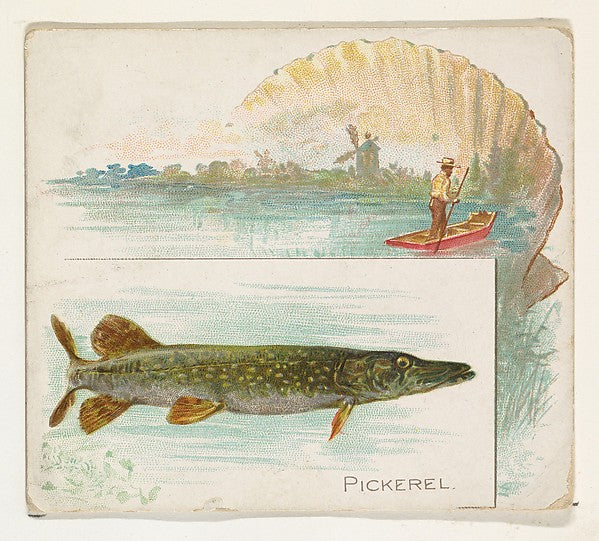 :Pickerel from Fish from American Waters series for Allen & -16x12"(A3) Poster