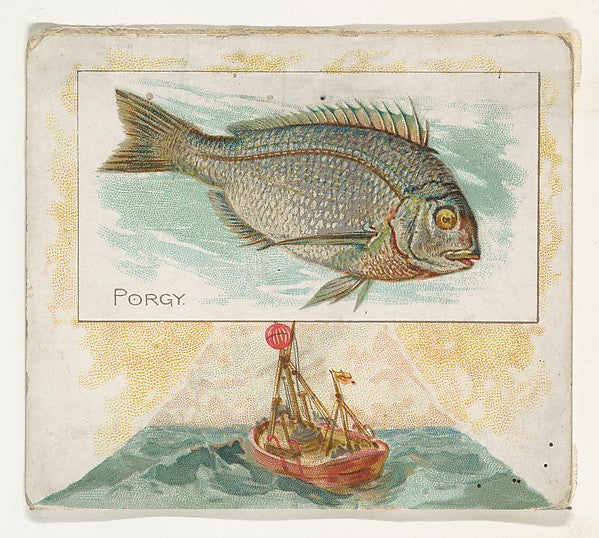 :Porgy from Fish from American Waters series for Allen & Gin-16x12"(A3) Poster