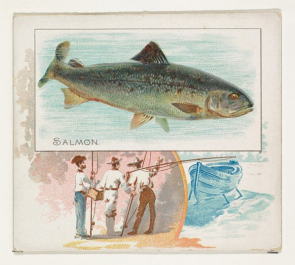 :Salmon from Fish from American Waters series for Allen & Gi-16x12"(A3) Poster