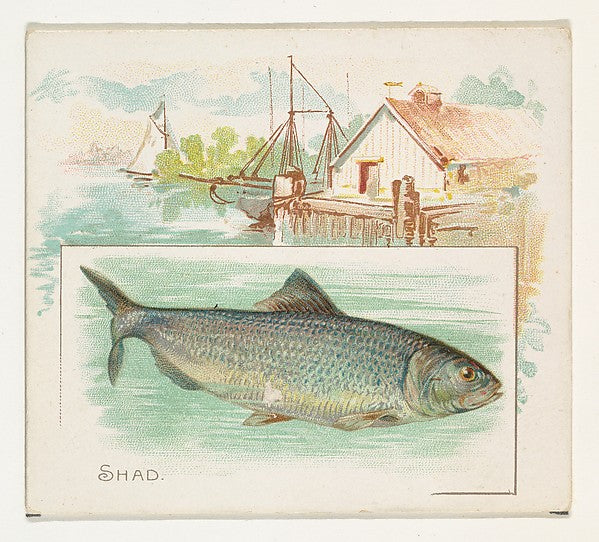 :Shad from Fish from American Waters series for Allen & Gint-16x12"(A3) Poster