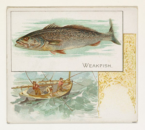 :Weakfish from Fish from American Waters series for Allen & -16x12"(A3) Poster