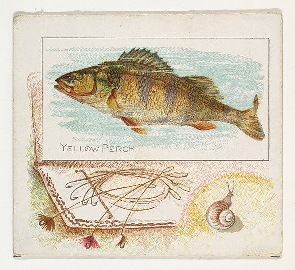 :Yellow Perch from Fish from American Waters series for Alle-16x12"(A3) Poster