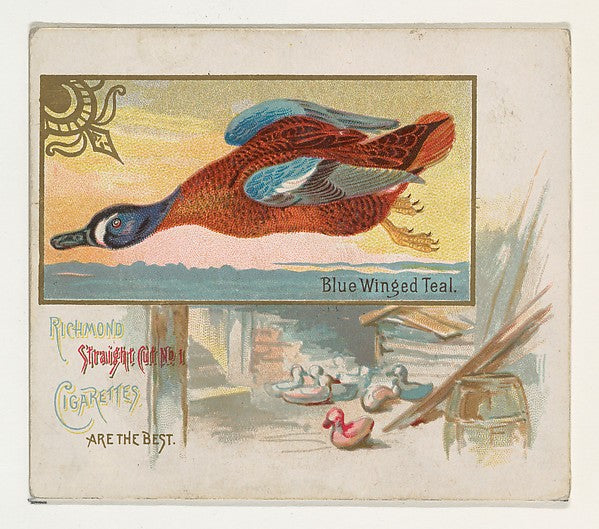 :Blue Winged Teal from the Game Birds series for Allen & Gin-16x12"(A3) Poster