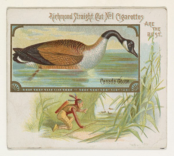 :Canada Goose from the Game Birds series for Allen & Ginter -16x12"(A3) Poster