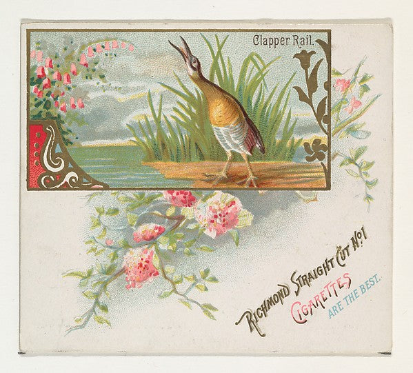 :Clapper Rail from the Game Birds series for Allen & Ginter -16x12"(A3) Poster