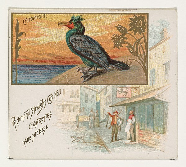 :Cormorant from the Game Birds series for Allen & Ginter Cig-16x12"(A3) Poster