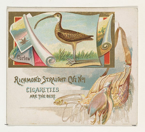 :Curlew from the Game Birds series for Allen & Ginter Cigare-16x12"(A3) Poster