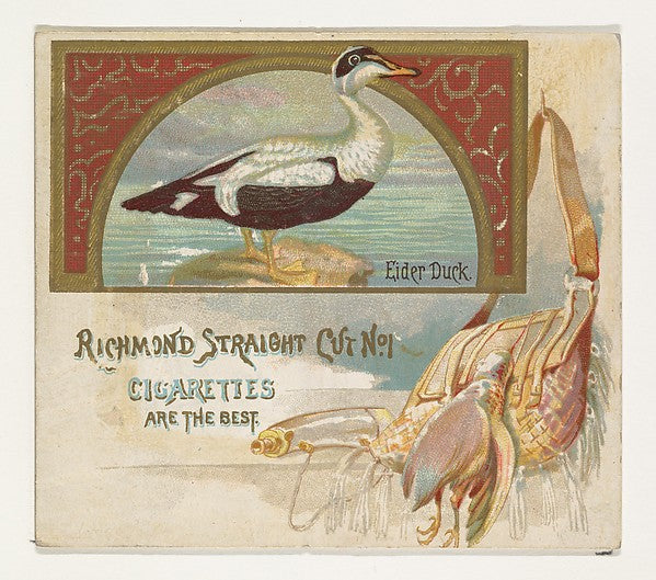:Eider Duck from the Game Birds series for Allen & Ginter Ci-16x12"(A3) Poster