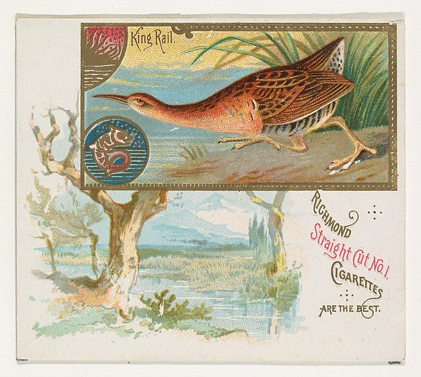 :King Rail from the Game Birds series for Allen & Ginter Cig-16x12"(A3) Poster