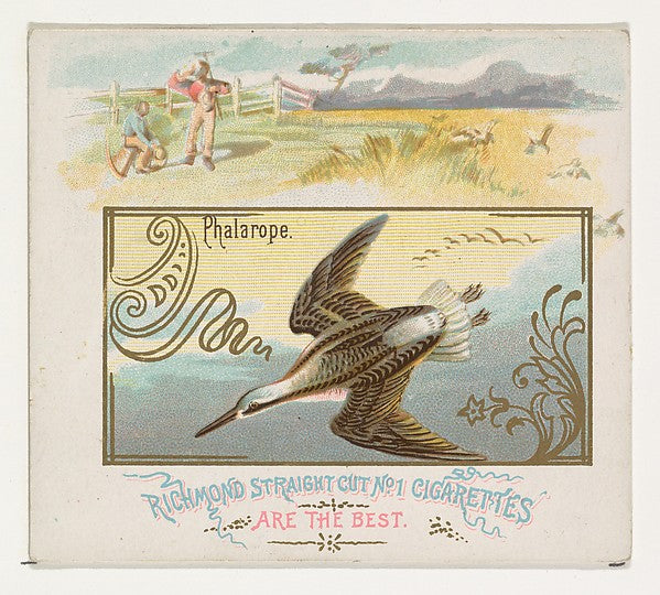 :Phalarope from the Game Birds series for Allen & Ginter Cig-16x12"(A3) Poster