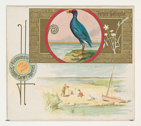 :Purple Gallinule from the Game Birds series for Allen & Gin-16x12"(A3) Poster