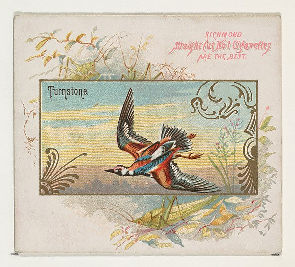 :Turnstone from the Game Birds series for Allen & Ginter Cig-16x12"(A3) Poster