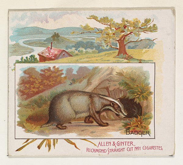 :Badger from Quadrupeds series for Allen & Ginter Cigarettes-16x12"(A3) Poster