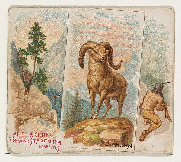 :Bighorn from Quadrupeds series for Allen & Ginter Cigarette-16x12"(A3) Poster
