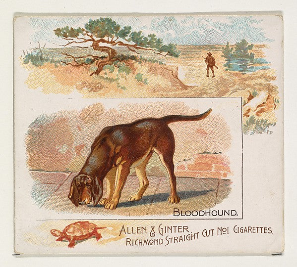 :Bloodhound from Quadrupeds series for Allen & Ginter Cigare-16x12"(A3) Poster