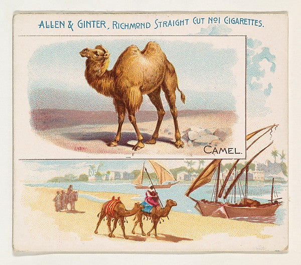 :Camel from Quadrupeds series for Allen & Ginter Cigarettes -16x12"(A3) Poster
