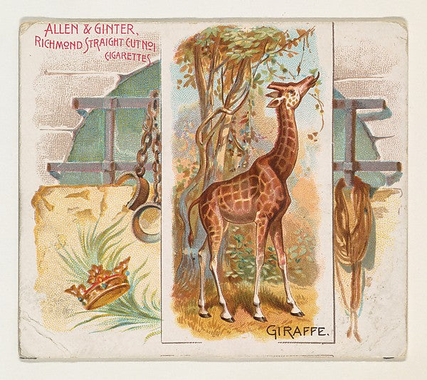:Giraffe from Quadrupeds series for Allen & Ginter Cigarette-16x12"(A3) Poster